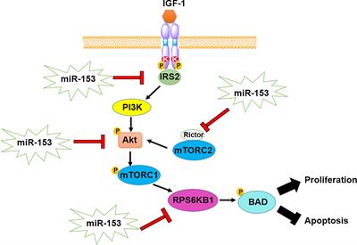 A comprehensive review on miR-153: Mechanistic and controversial roles of miR-153 in tumorigenicity of cancer cells